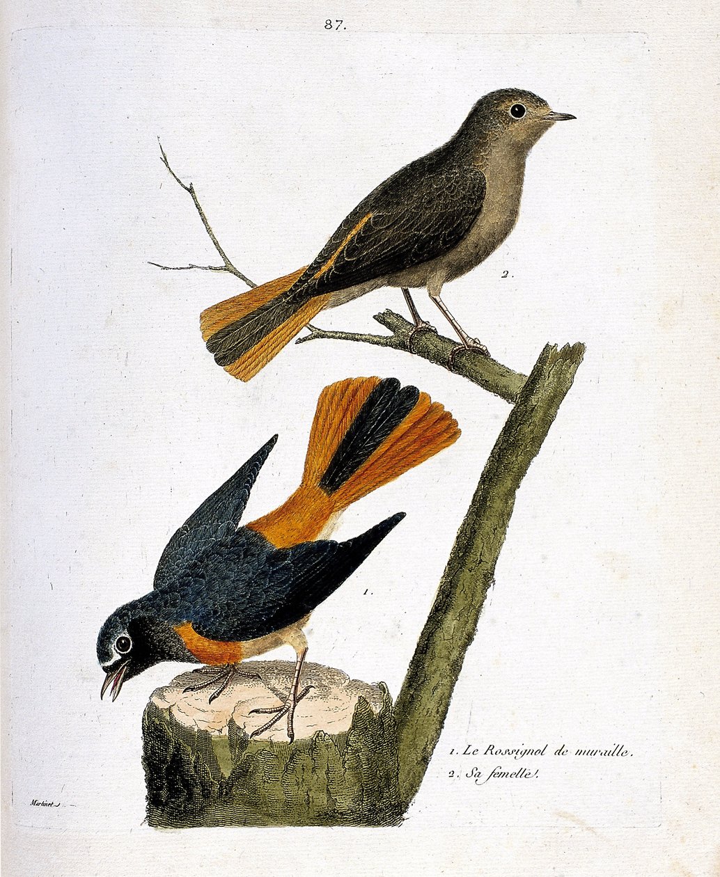 Tavola zoologica (ornitologia): l