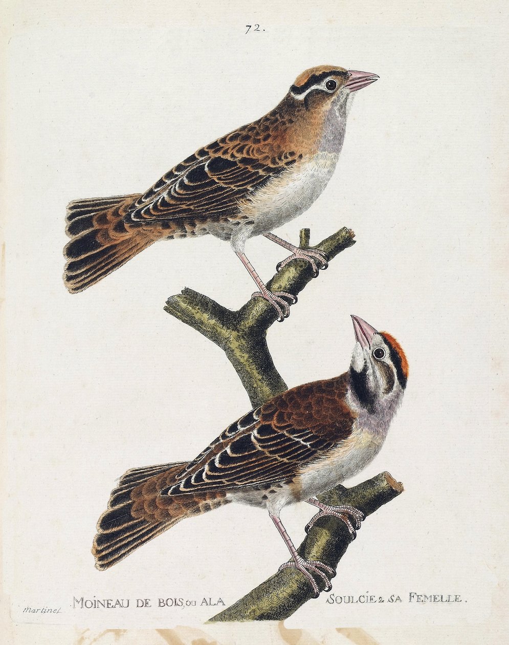 Carta zoologica (ornitologia): il passero del legno o il sollievo (passero di Hudson o spizea arborea) e la sua femmina (passero sollevato o petronia petronia). Illustrazione in “La storia degli uccelli, dipinti nei loro aspetti apparenti e sensibili” di F da Francois Nicolas Martinet
