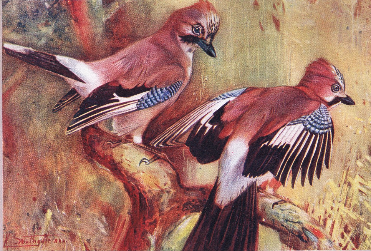Ghiandaie, illustrazione da Wild Nature & Country Life pubblicato da Hodder & Stoughton, c.1910 da Frank Southgate