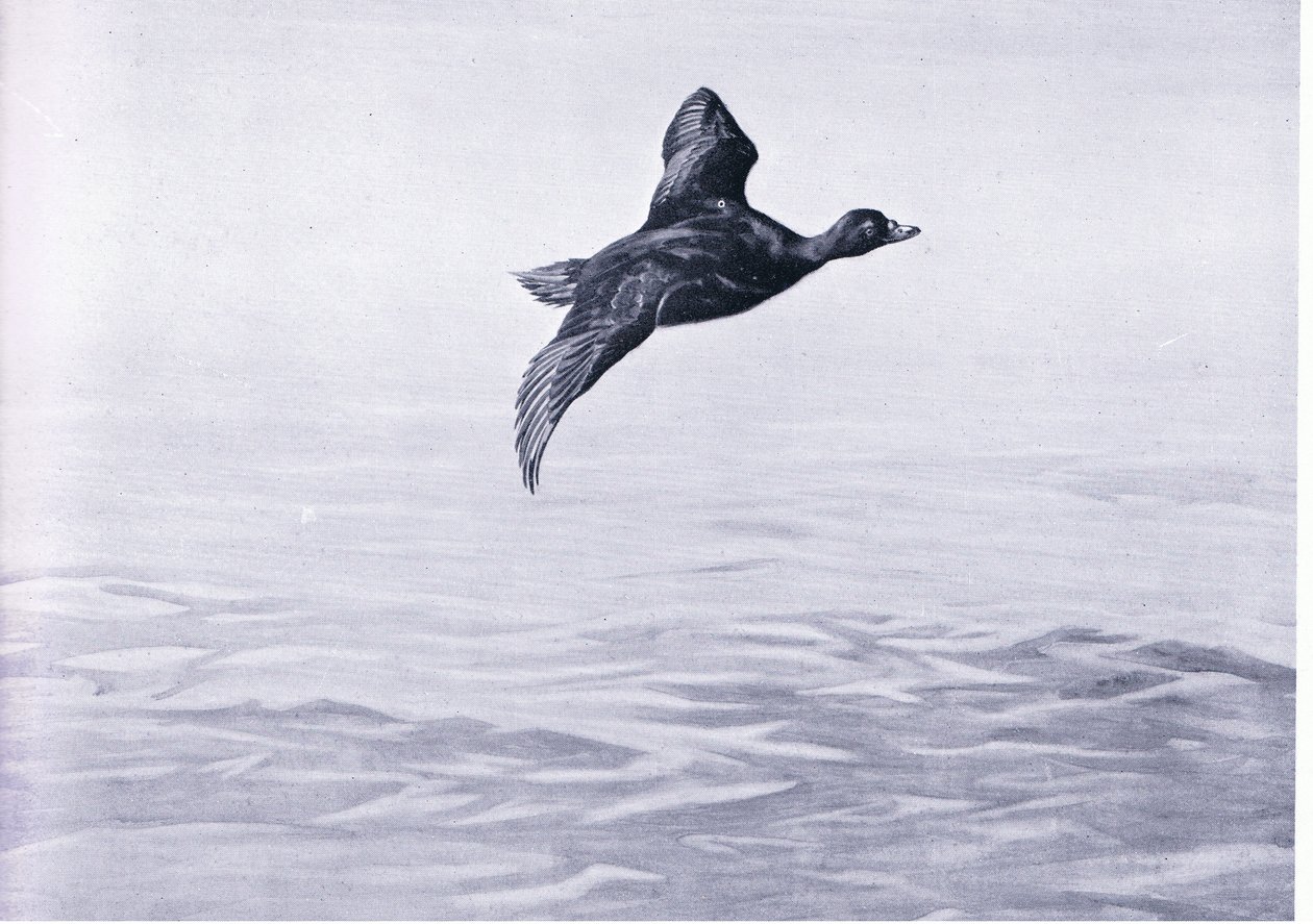 Anatra Scoter da Frank Southgate