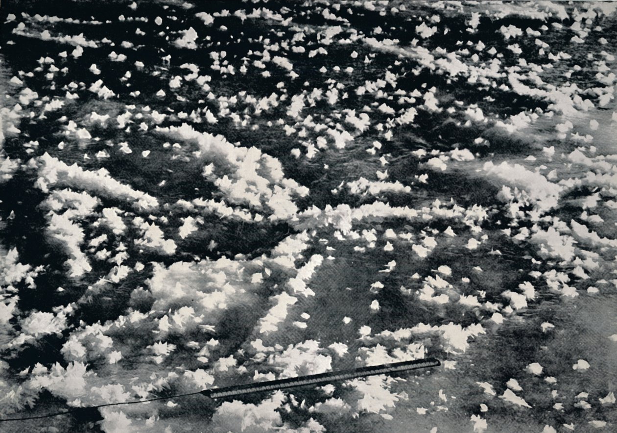 Fiori di ghiaccio sul ghiaccio marino appena formato, 1912, 1913 da Frank Debenham