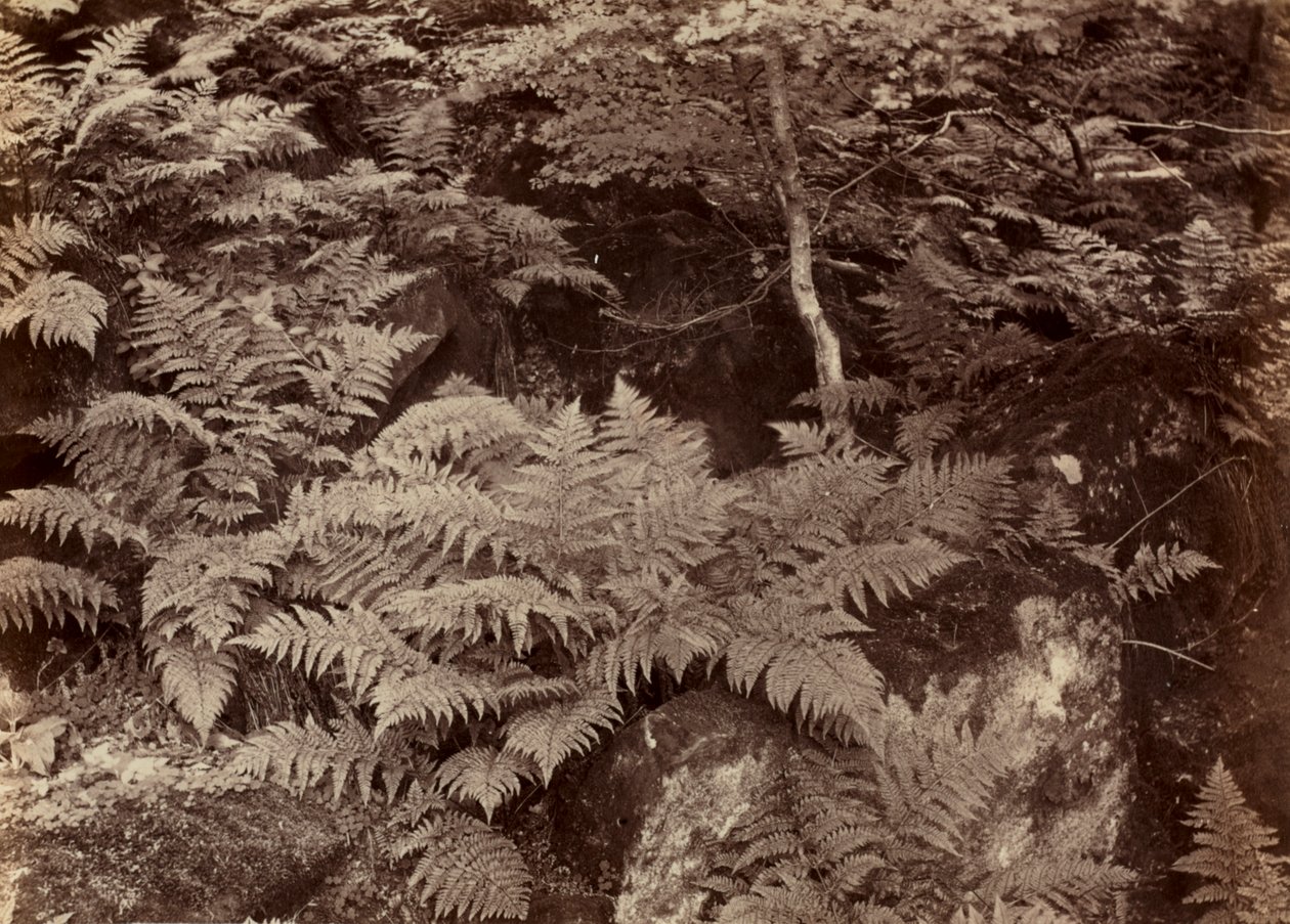 Studio di felce senza titolo, fine anni 1870 da Frank Meadow Sutcliffe