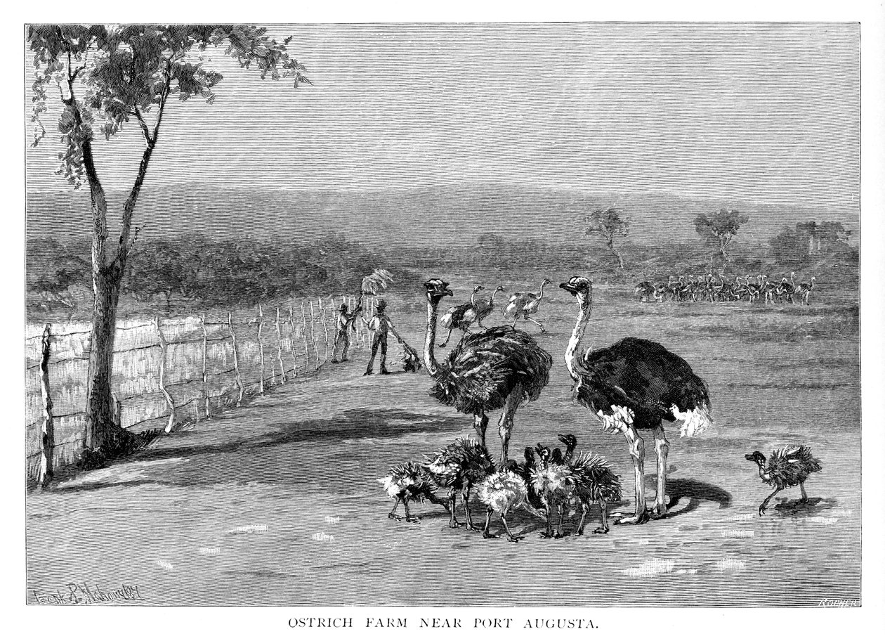 Fattoria di struzzi vicino a Port Augusta, Australia Meridionale, 1886 da Frank P. Mahony