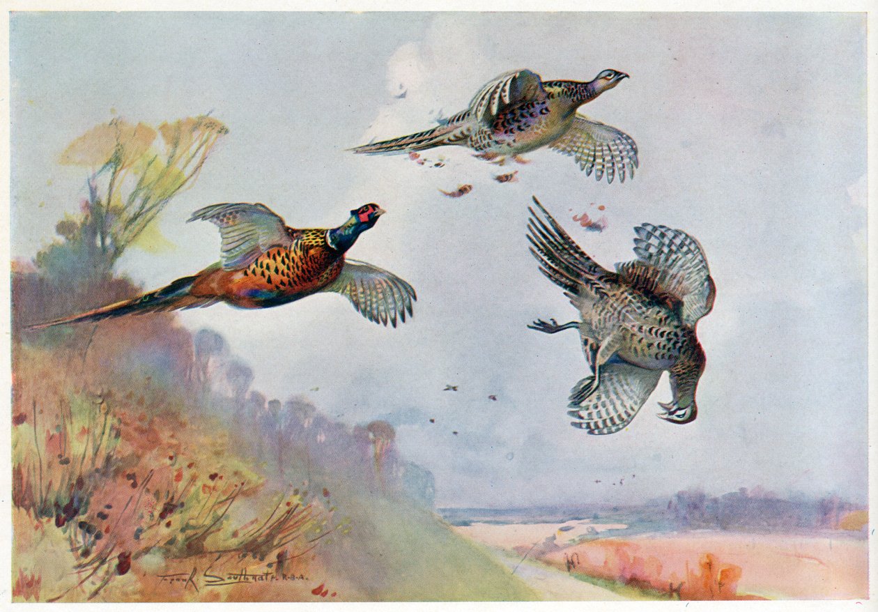Fagiani alti, illustrazione da 