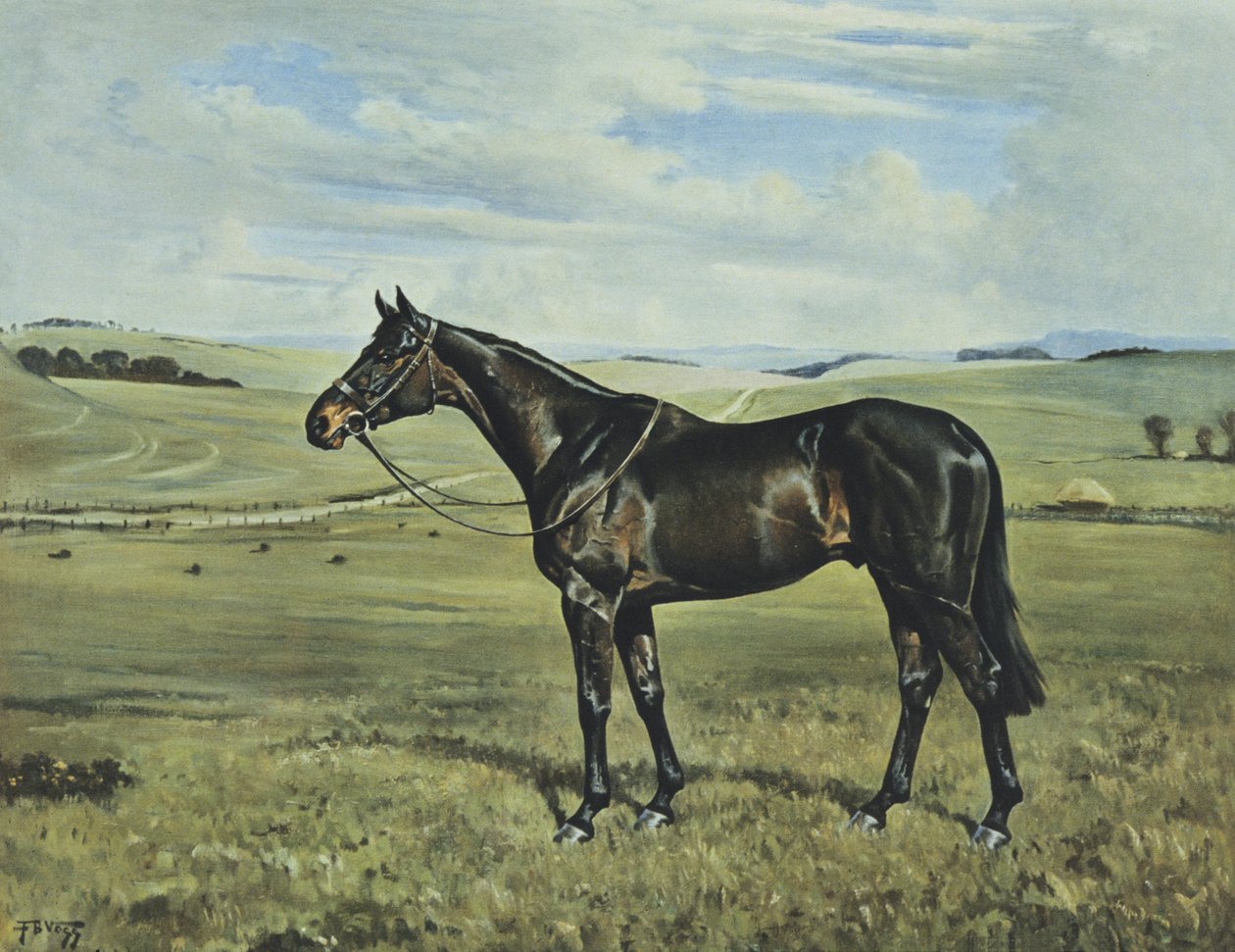 Drimore Lad da Franklin Brooke Voss