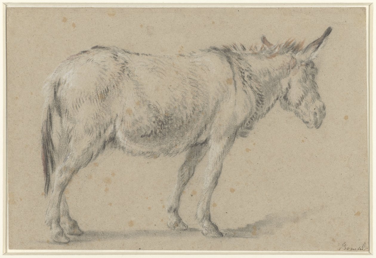 Asino in piedi, verso destra da François Boucher (possibly)