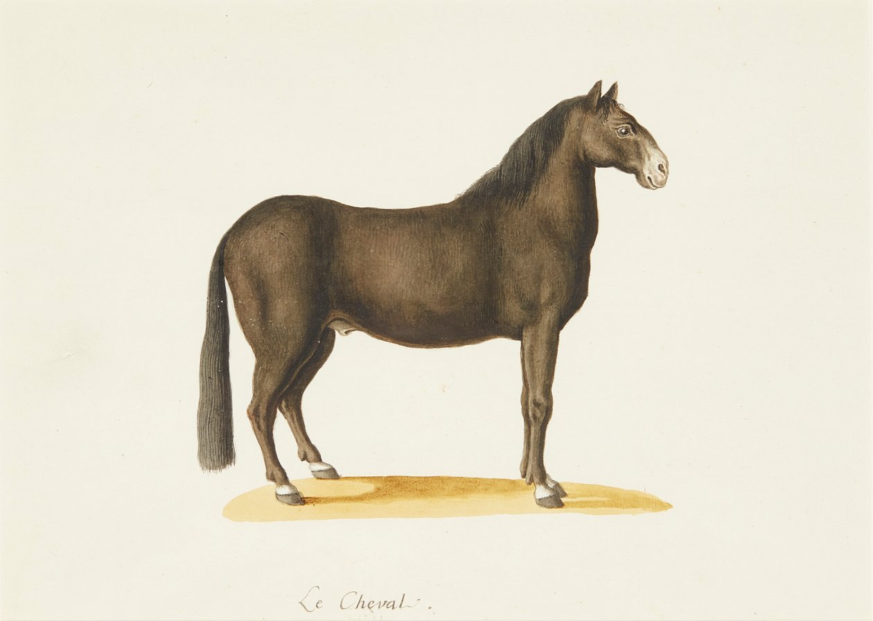 Il Cavallo da Franz Anton von (attr.to) Scheidel