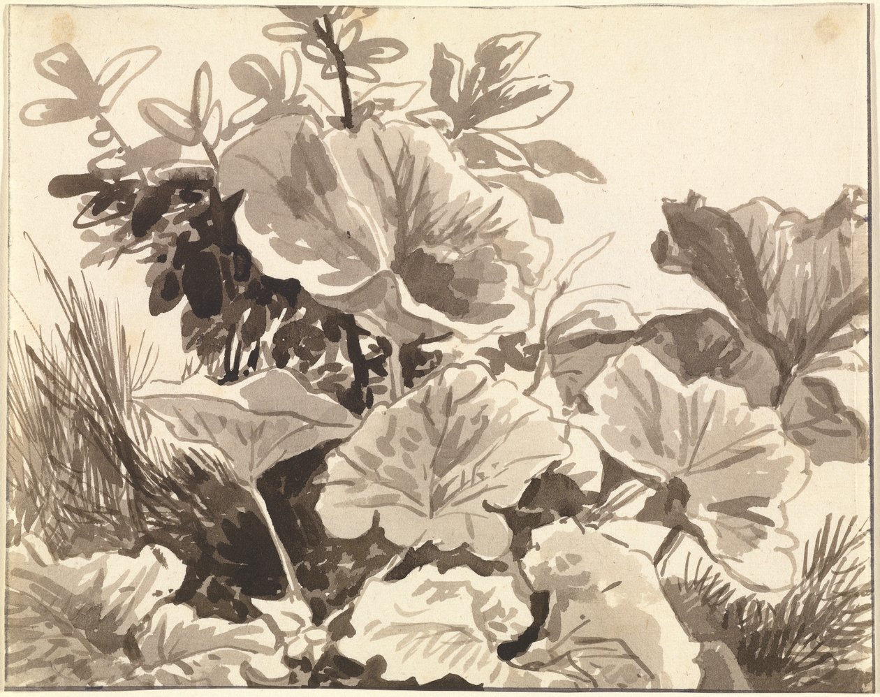 Studio delle foglie di piantaggine da Franz Innocenz Kobell