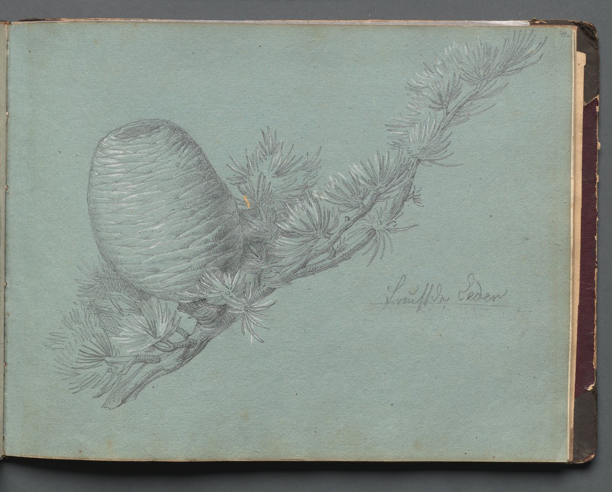 Album con vedute di Roma e dintorni, studi di paesaggio, pagina 49a: Studio di un sempreverde da Franz Johann Heinrich Nadorp