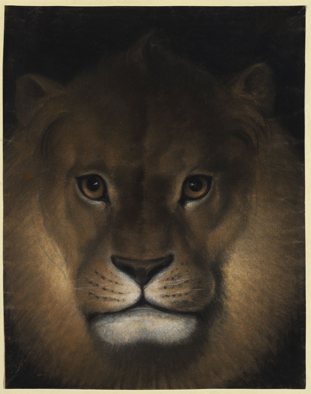 Testa di leone da Franz Krüger
