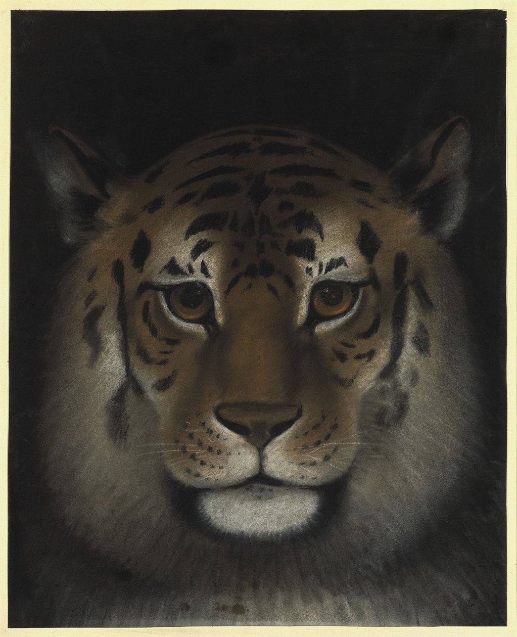 Testa di tigre da Franz Krüger