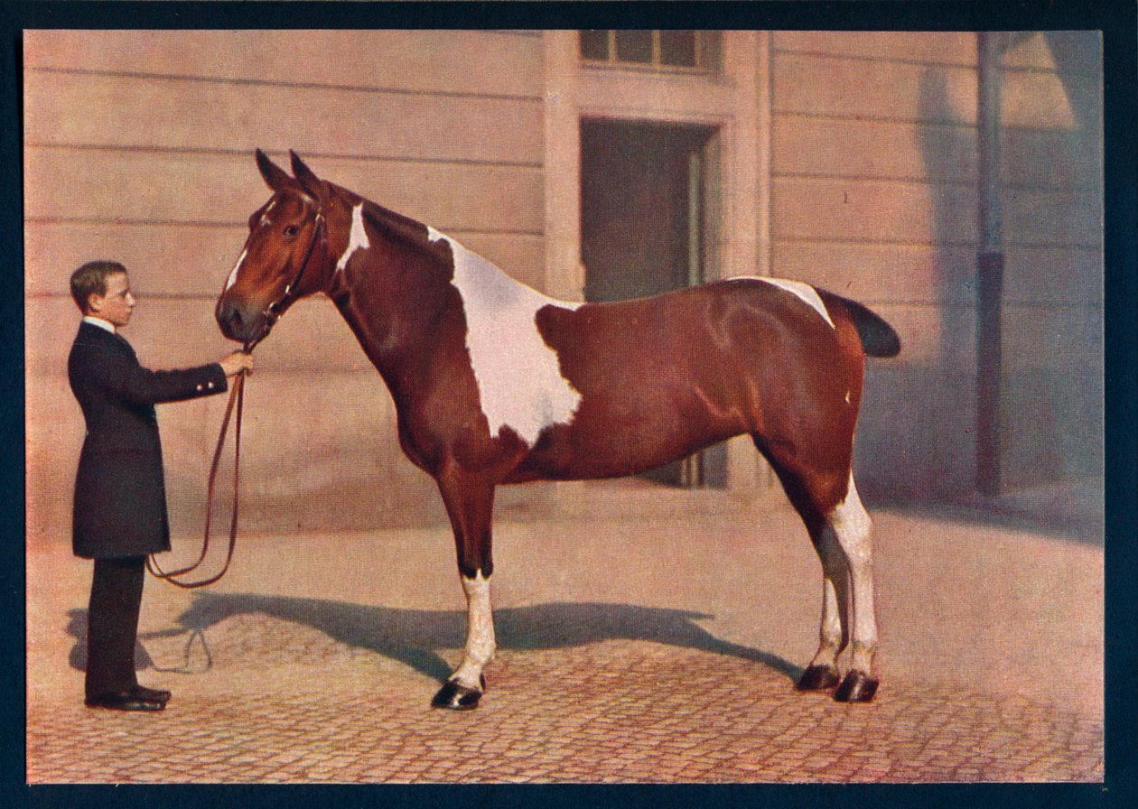 Una fotografia di un cavallo scattata con un obiettivo Zeiss Tessar, c1908 da Franz Kuhn