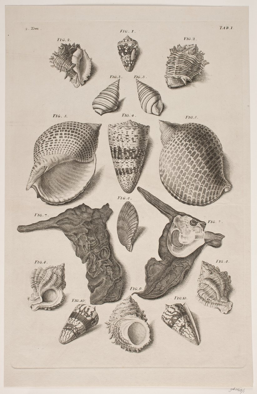 Tavola con conchiglie. Tavola 1. da Franz Michael Regenfus