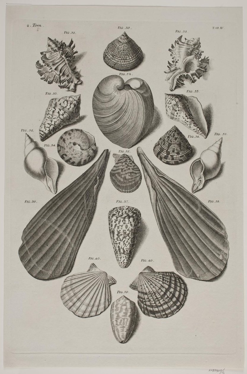Tavola con Conchiglie. Tavola 4. da Franz Michael Regenfus