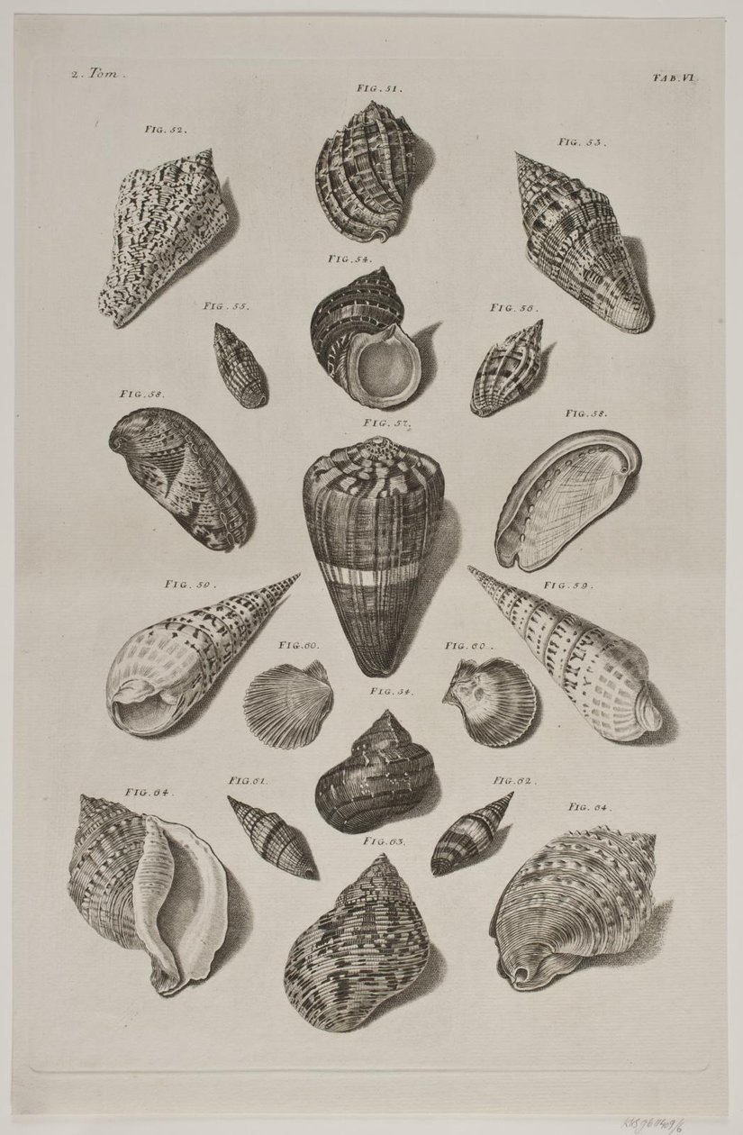 Tavola con conchiglie. Tavola 6. da Franz Michael Regenfus