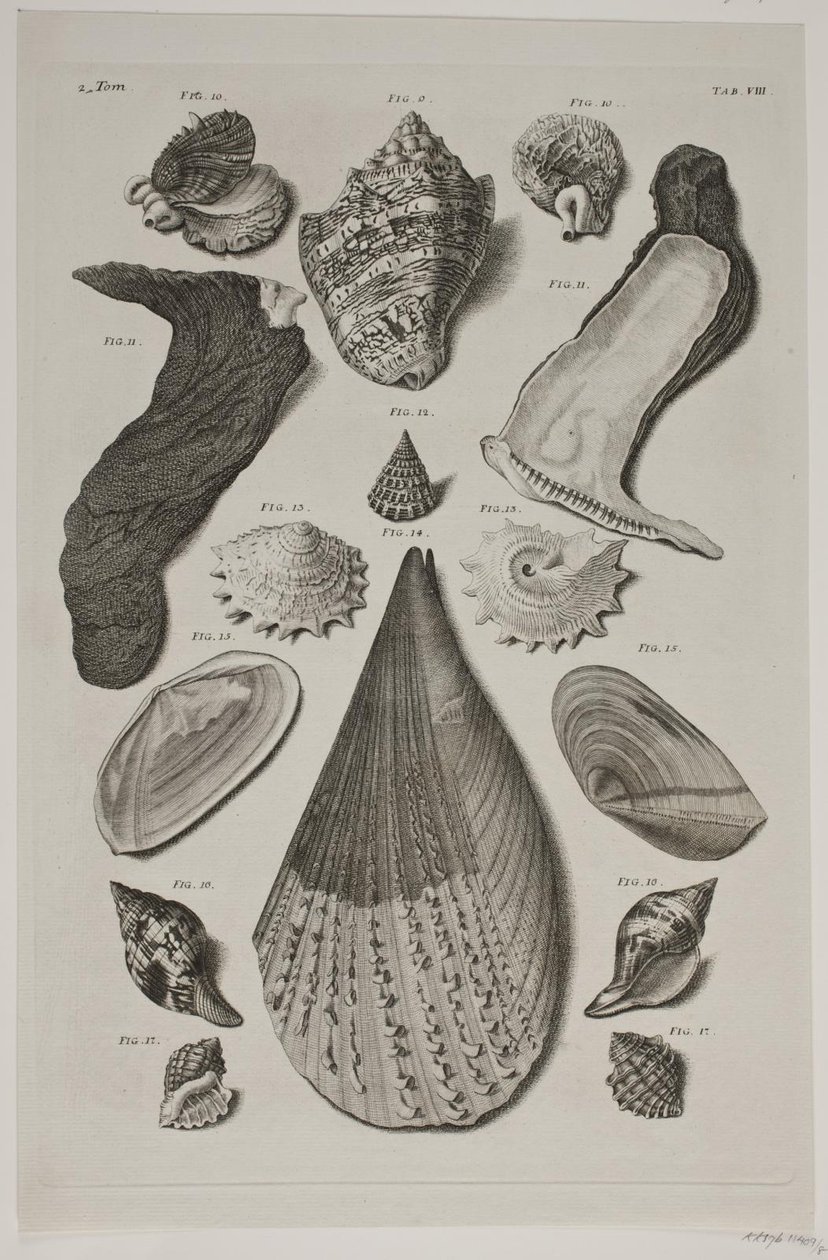 Tavola con conchiglie. Tavola 8. da Franz Michael Regenfus
