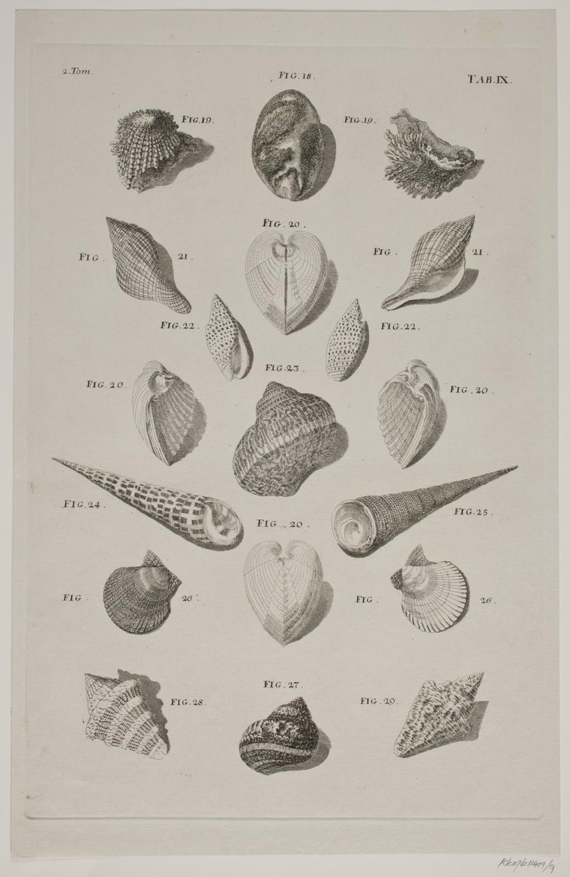 Planche med konkylier. Planche 9. da Franz Michael Regenfus