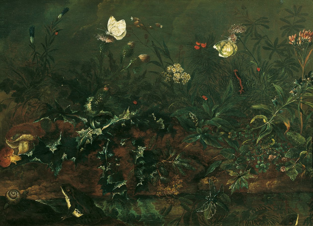 Prato con cardo, rane e libellula da Franz Michael Siegmund von Purgau d. Ä.