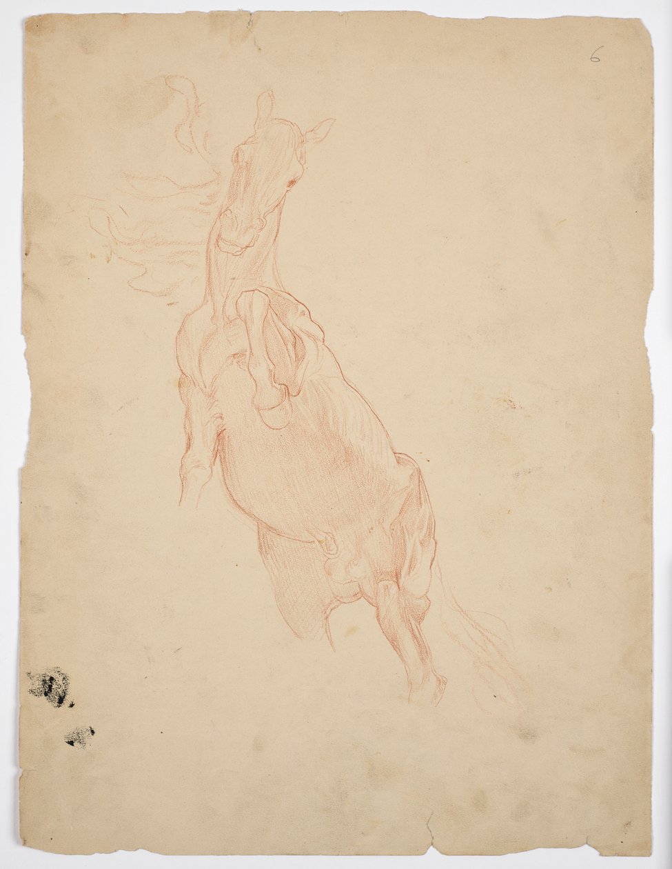 Studi di un cavallo che si alza da Franz von Matsch