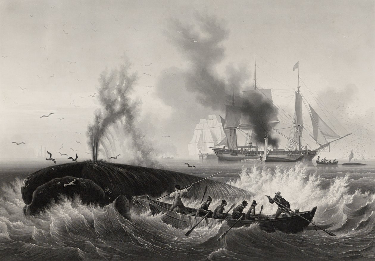 Pesca della balena da Frederic Martens