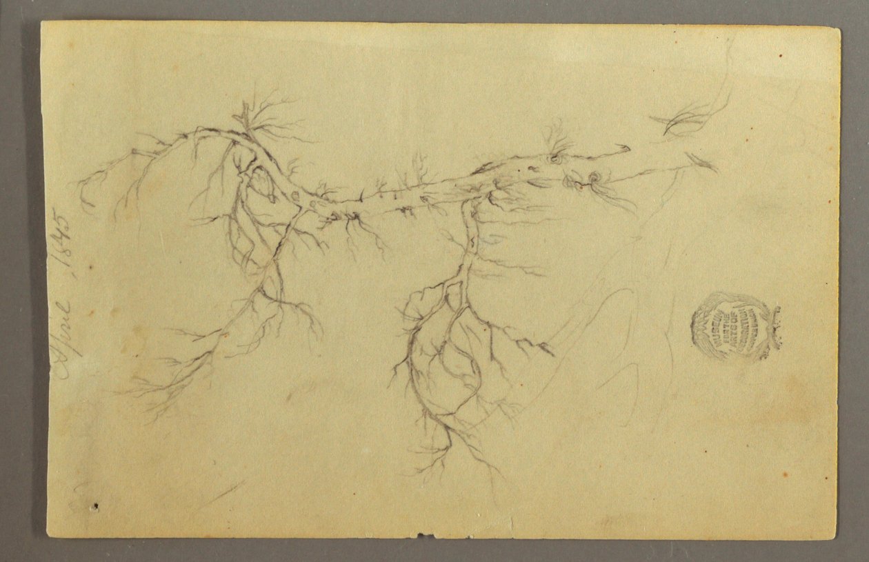 Un ramo spoglio di un albero da Frederic Edwin Church