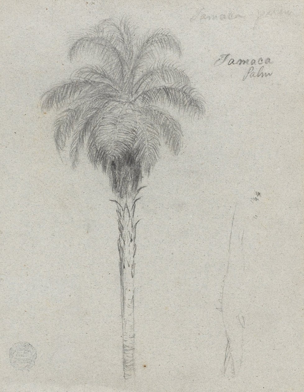 Schizzo botanico che mostra due viste della palma Tamaca da Frederic Edwin Church