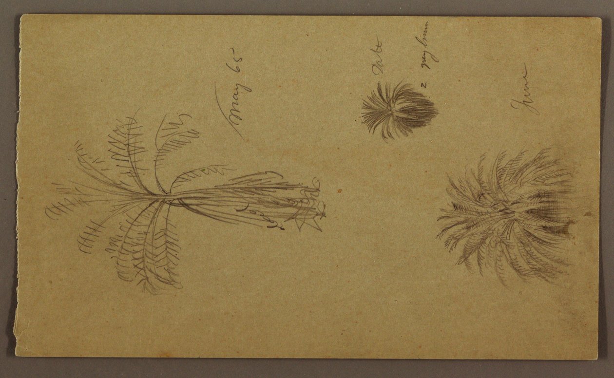 Disegno, schizzi botanici da Frederic Edwin Church