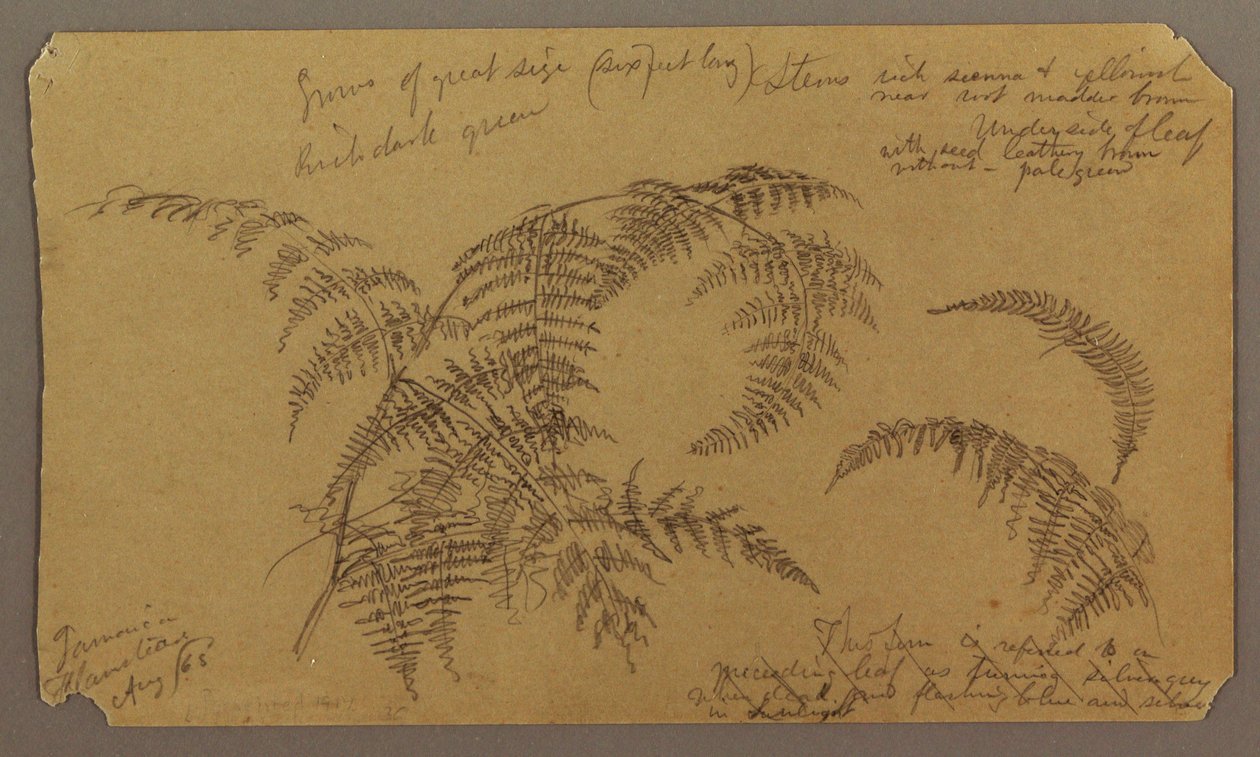 Schizzi botanici, agosto 1865 da Frederic Edwin Church