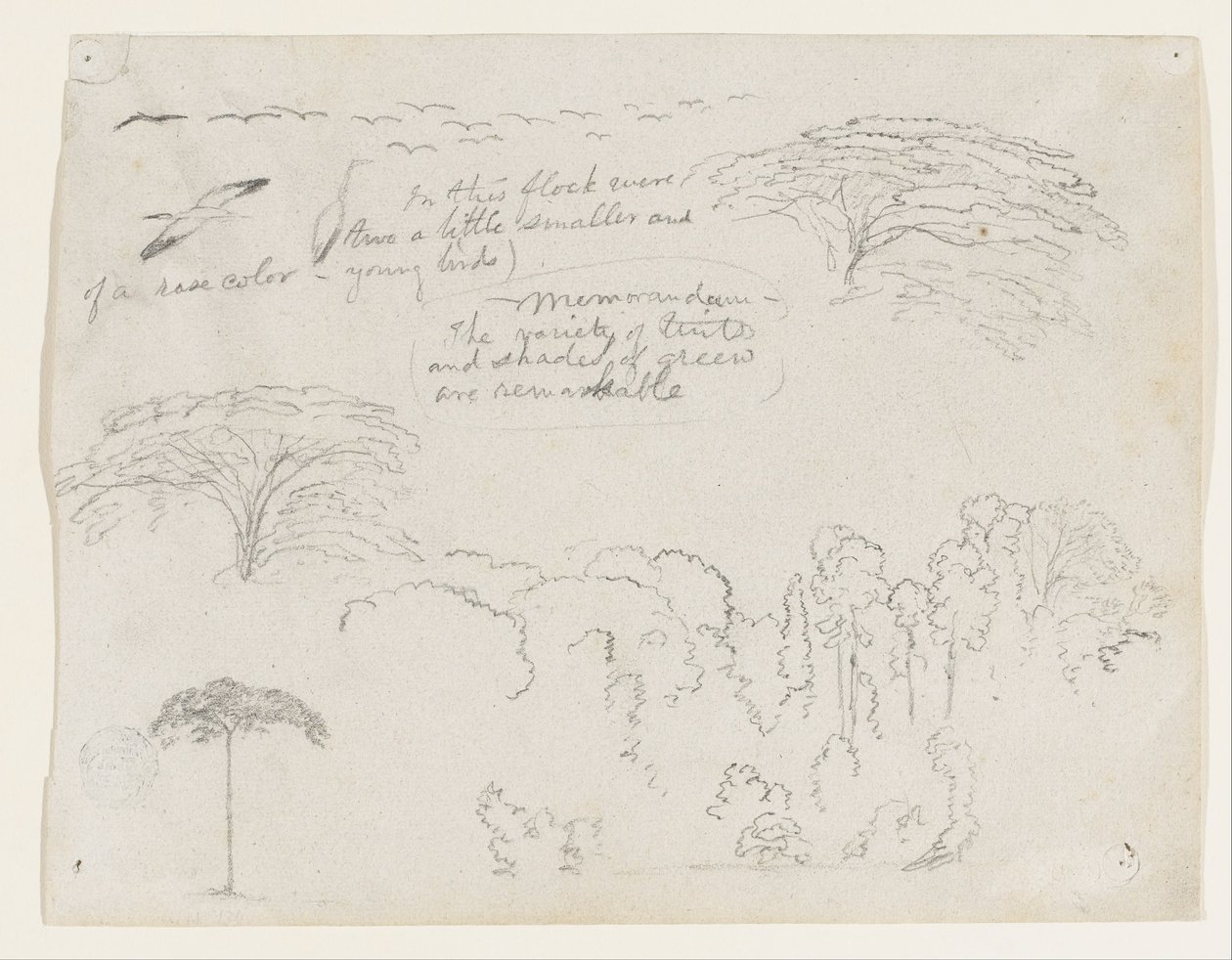 Schizzi dal Sud America, probabilmente dalla Colombia. Uccelli, alberi. da Frederic Edwin Church