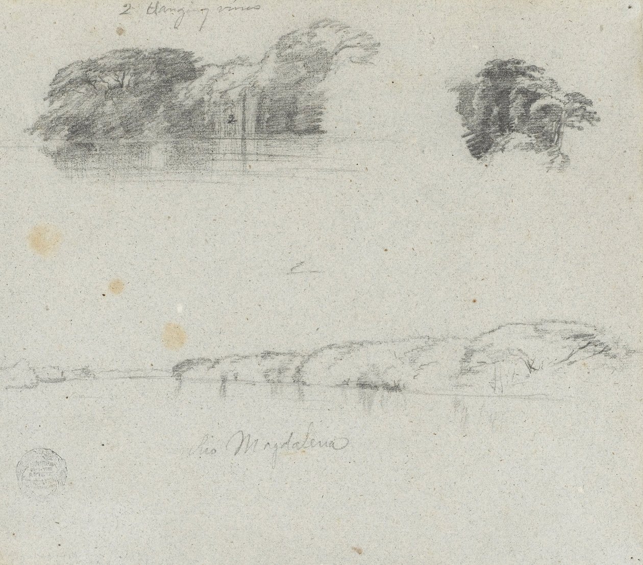 Schizzi di alberi, viti e una riva del Rio Magdalena, Colombia da Frederic Edwin Church