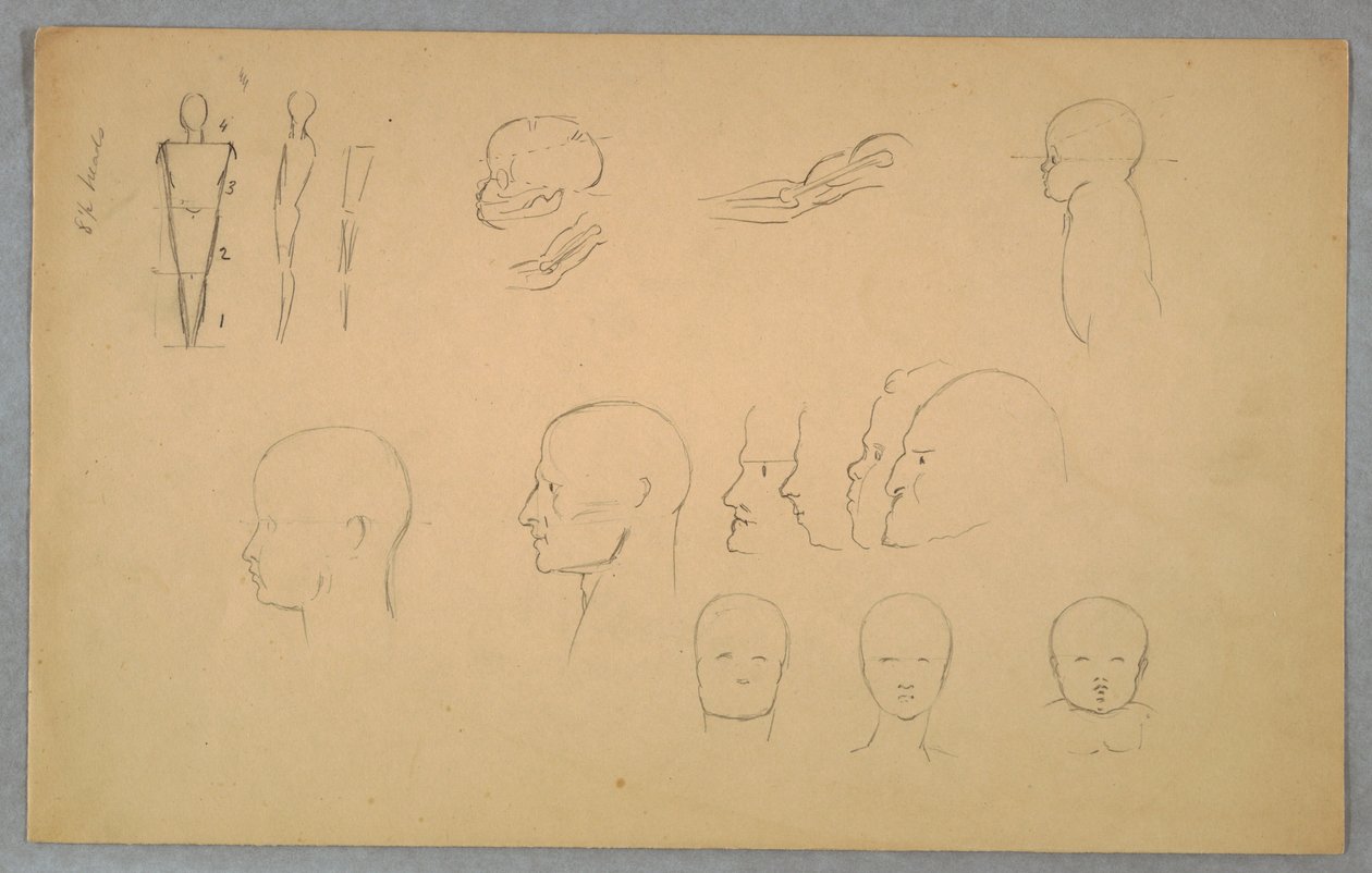 Studi Anatomici da Frederic Edwin Church