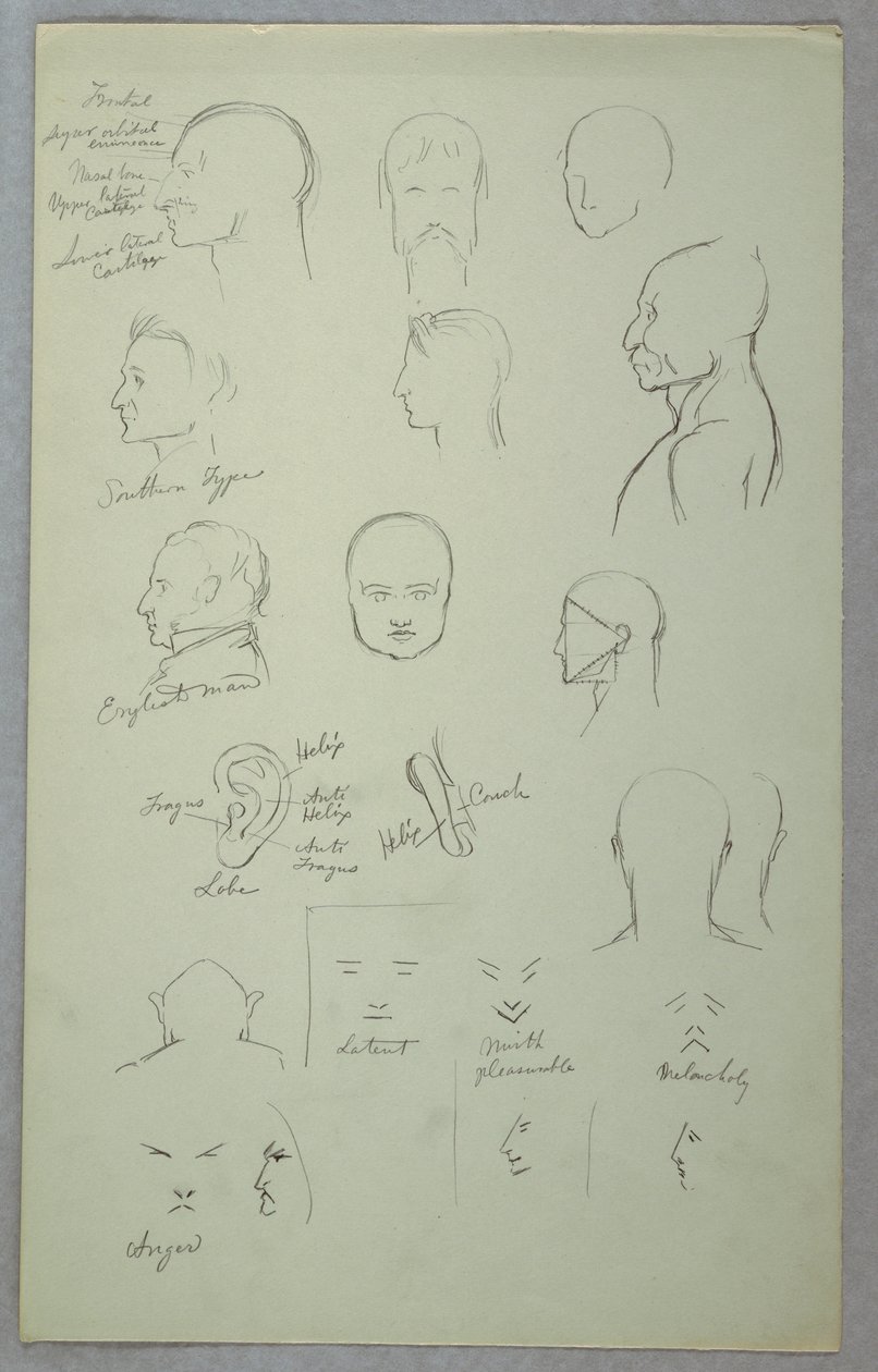 Studi Anatomici da Frederic Edwin Church