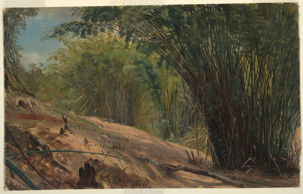 Boschetto di bambù, Giamaica da Frederic Edwin Church