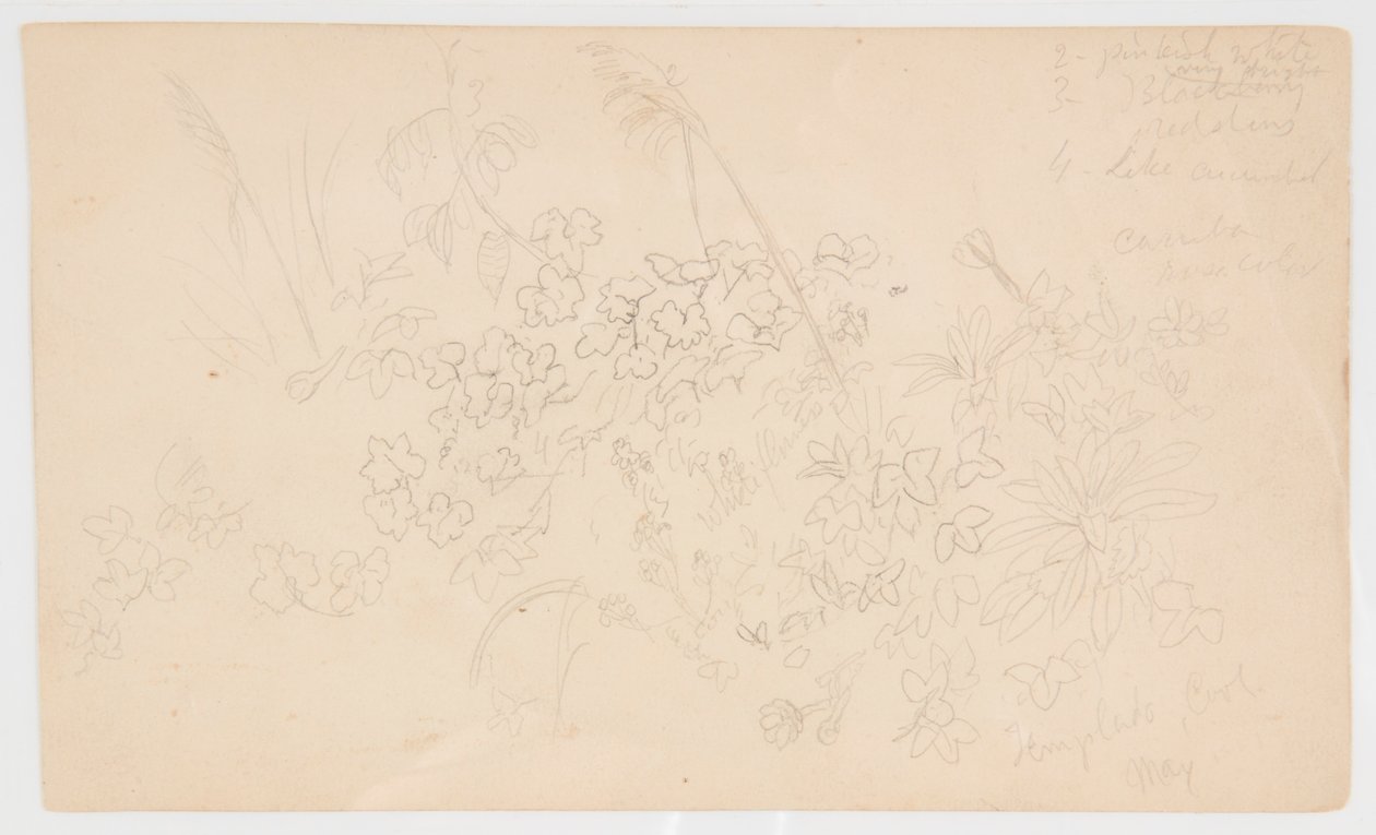 Schizzi Botanici da Frederic Edwin Church