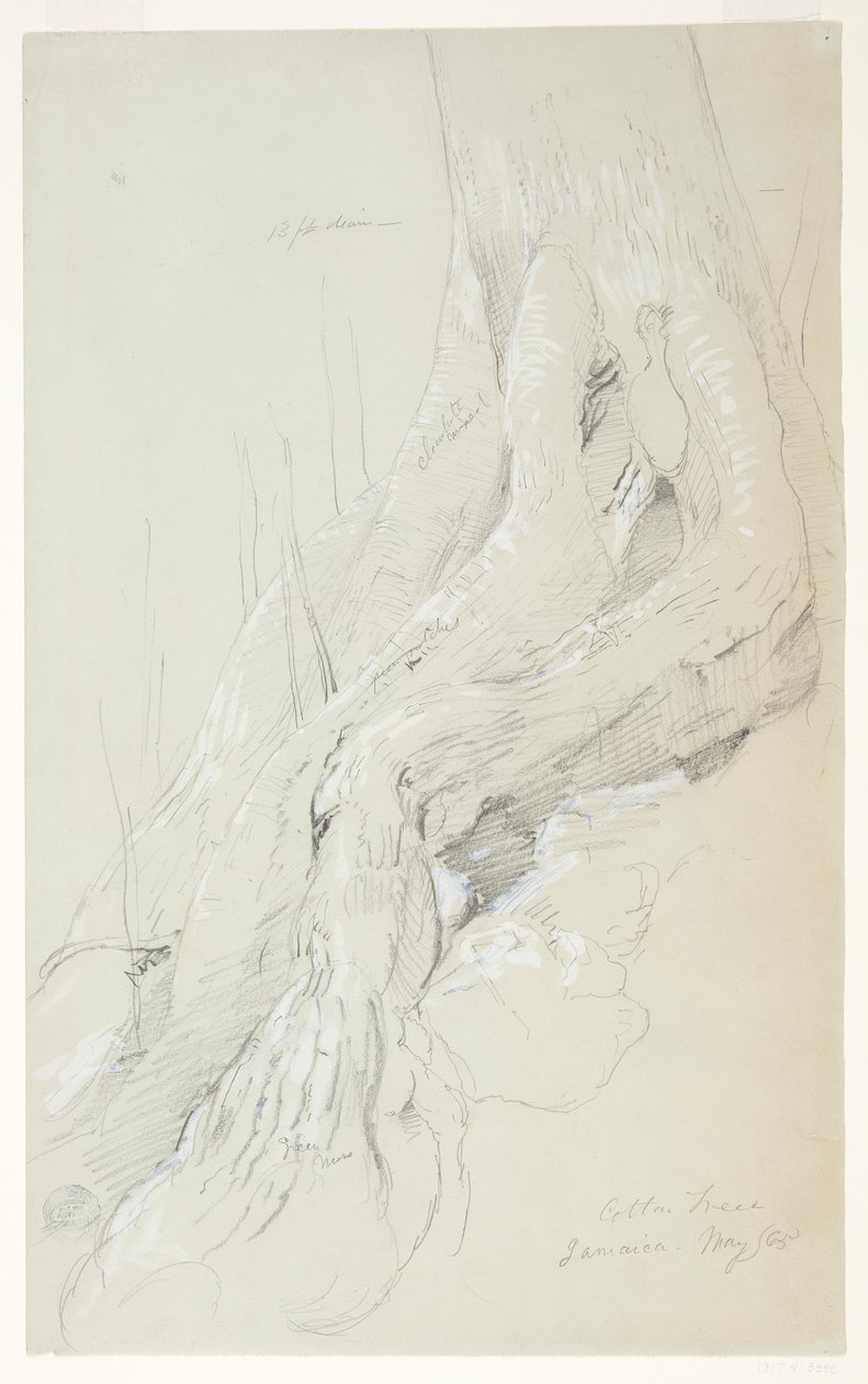 Radici di Albero di Cotone che Crescono su un Pendio, Giamaica da Frederic Edwin Church