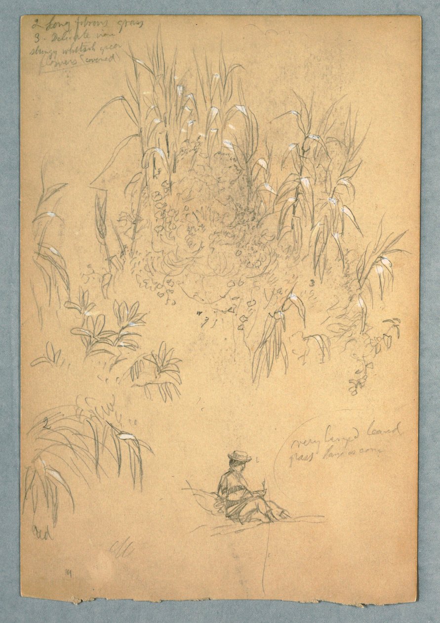 Disegno, Studio dettagliato di un uomo seduto e di un gruppo di piante, Ecuador, 1857, probabilmente maggio da Frederic Edwin Church