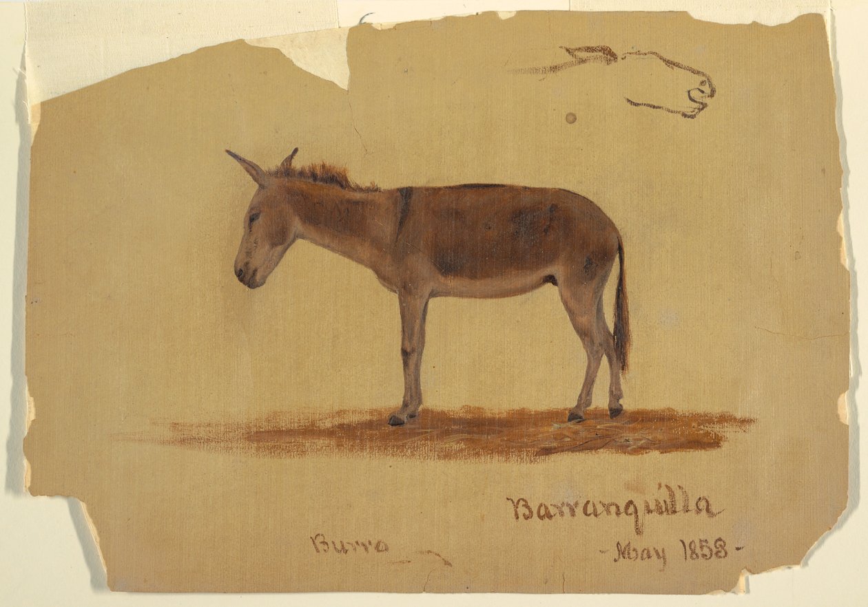 Disegno, un asino, Baranquilla, Colombia, maggio 1853 da Frederic Edwin Church