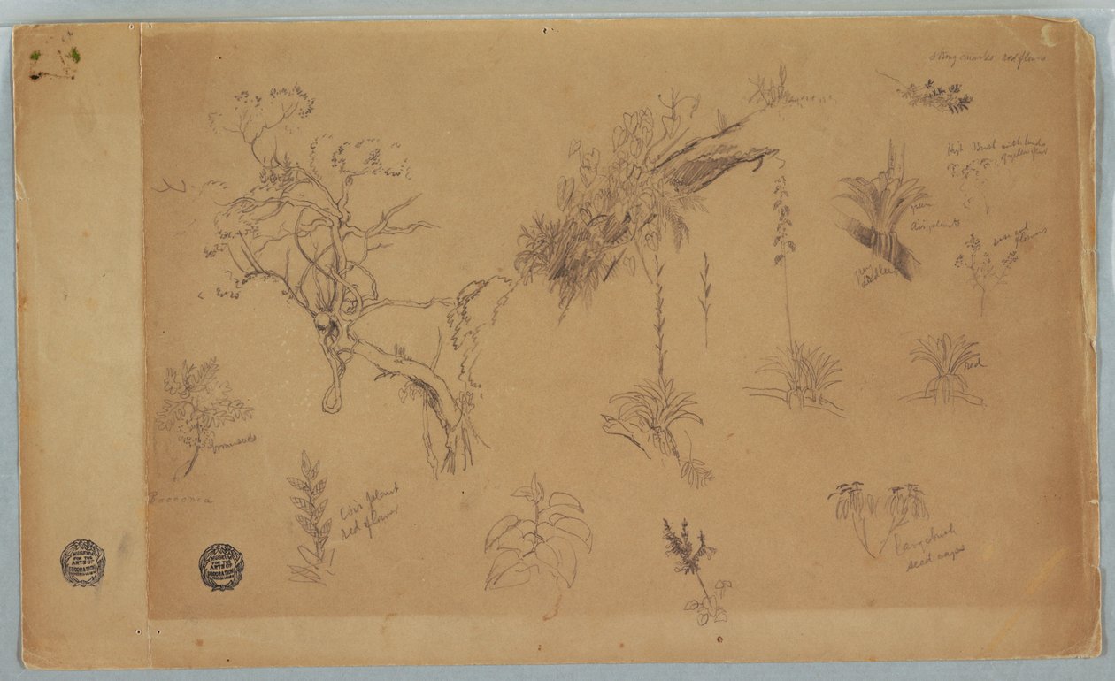 Disegno, Gruppo di tredici studi botanici dalla Colombia o dall