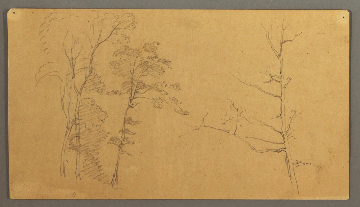 Disegno, Gruppo di alberi con la parte superiore di un albero morto, 1866 da Frederic Edwin Church