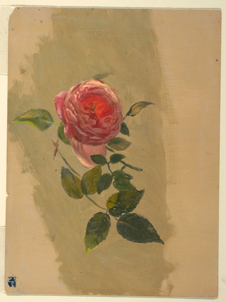 Disegno, Un ramo di rosa, 1860-70 da Frederic Edwin Church
