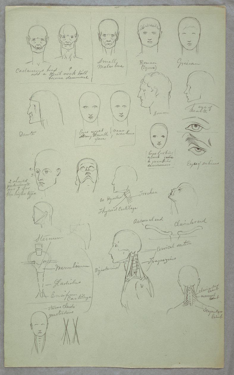 Disegno, Studi anatomici, 1865-70 da Frederic Edwin Church