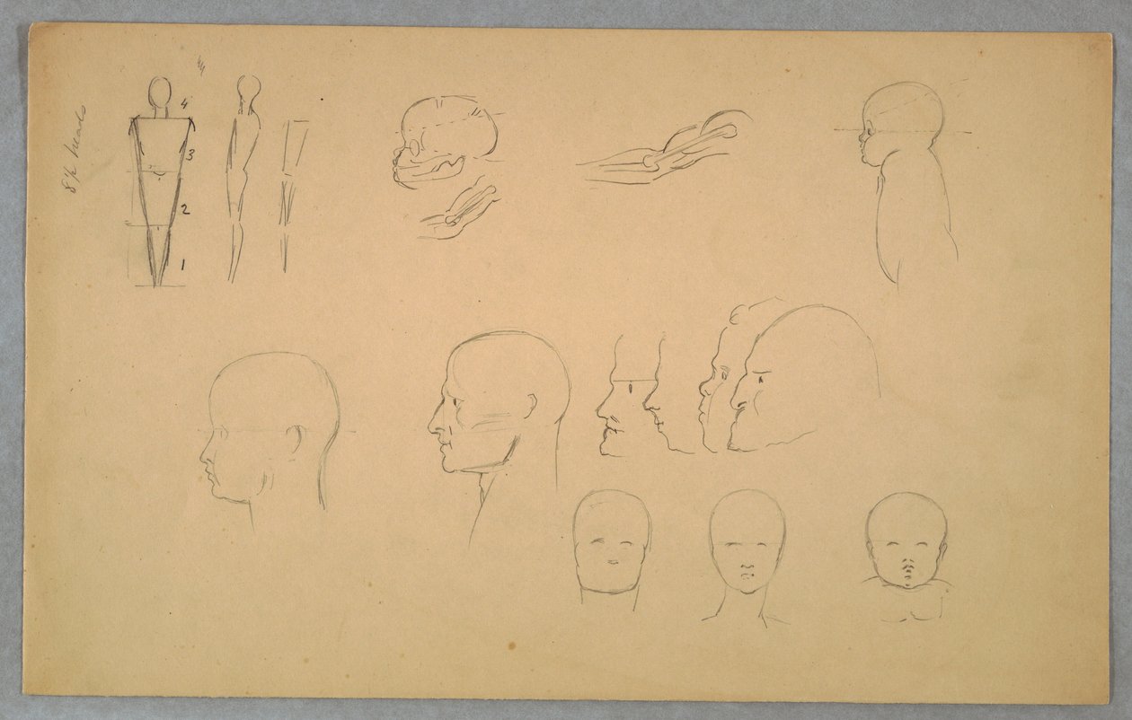 Disegno, Studi anatomici, 1865-70 da Frederic Edwin Church