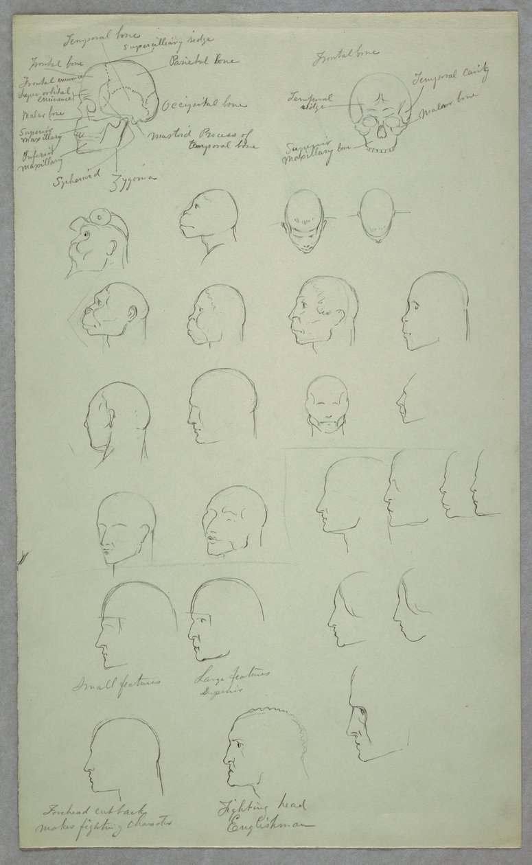 Disegno, Studi anatomici, 1865-70 da Frederic Edwin Church