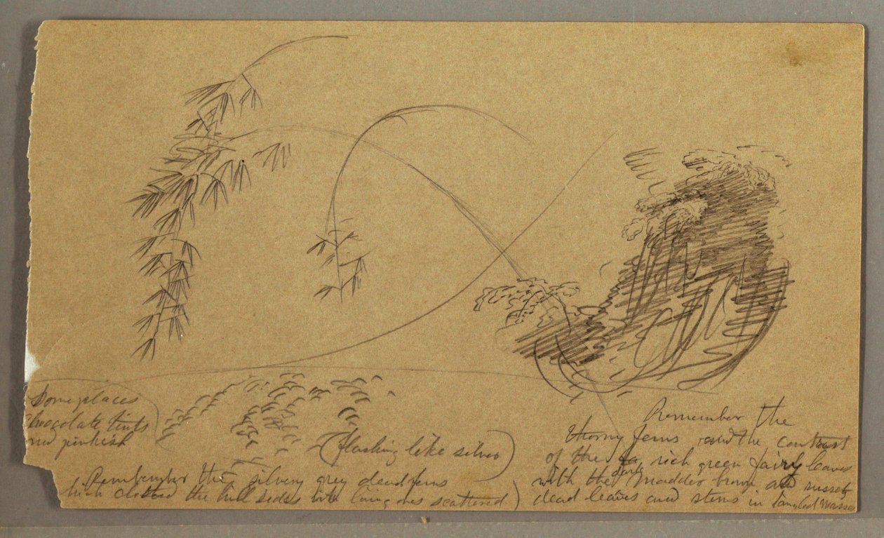 Disegno, Ramoscelli di bambù, forse 1865-66 da Frederic Edwin Church