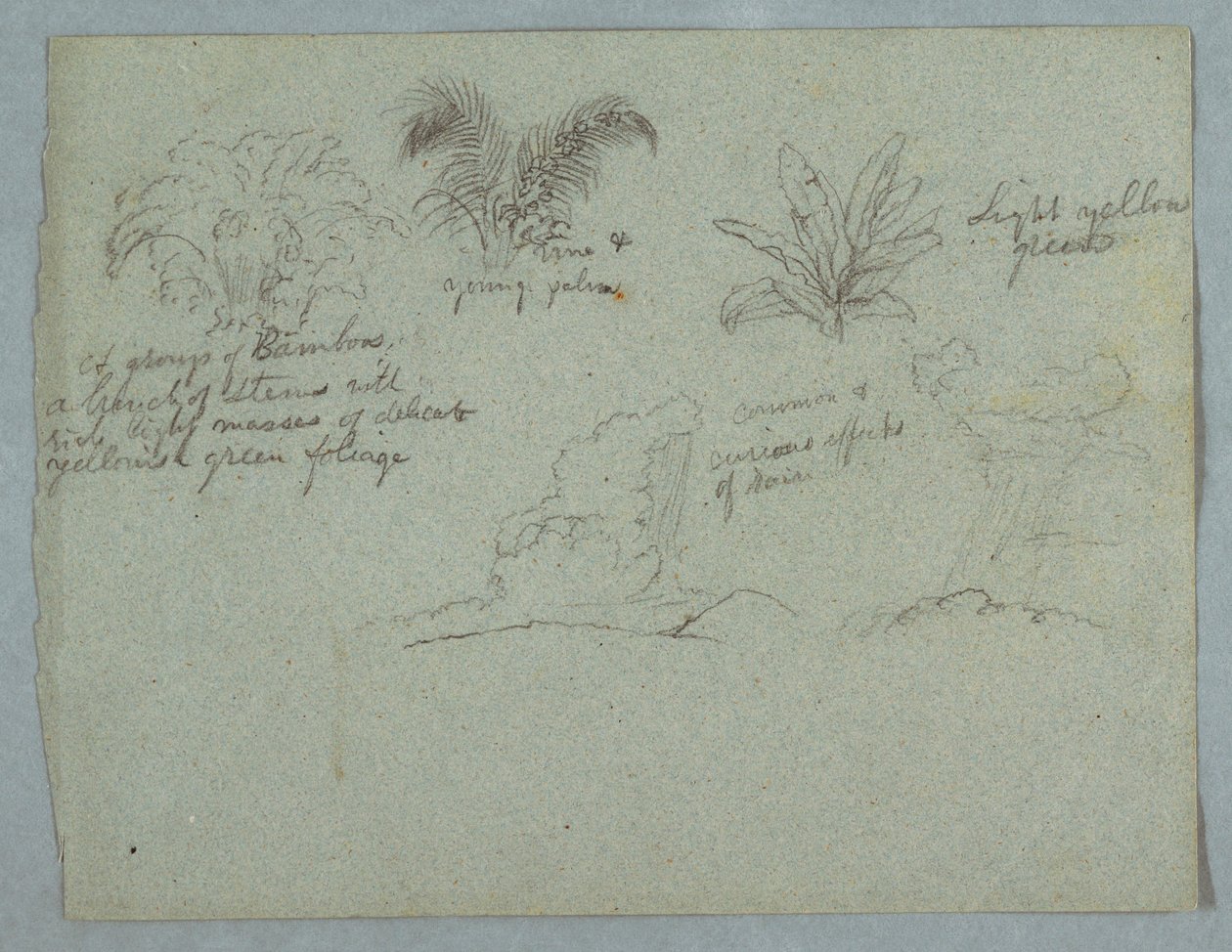 Disegno, Bambù, vite e una giovane palma, pianta e due scene di pioggia che cade dalle nuvole sulle creste, Rio Magdalena, Colombia, 1853, probabilmente maggio da Frederic Edwin Church