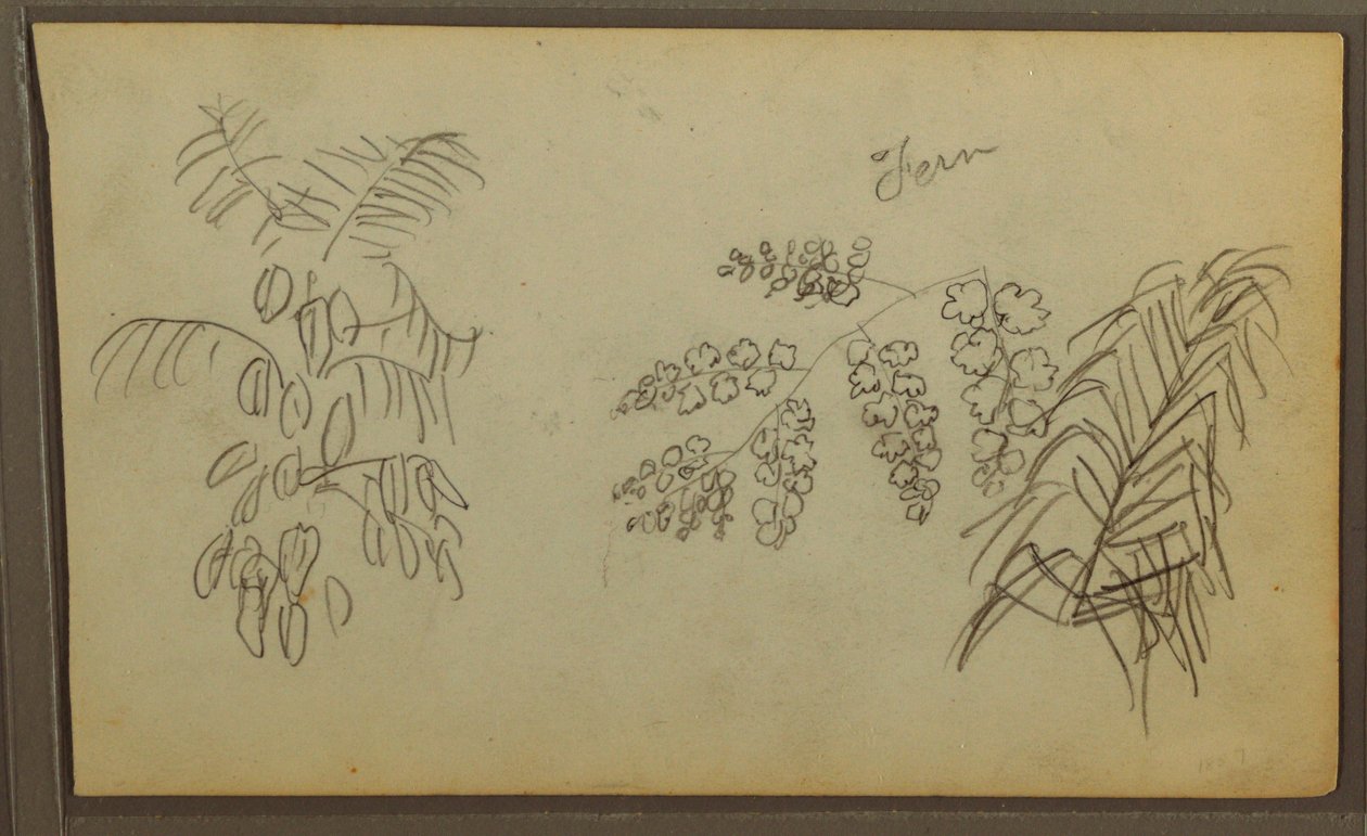 Disegno, Schizzi botanici, 1857 da Frederic Edwin Church