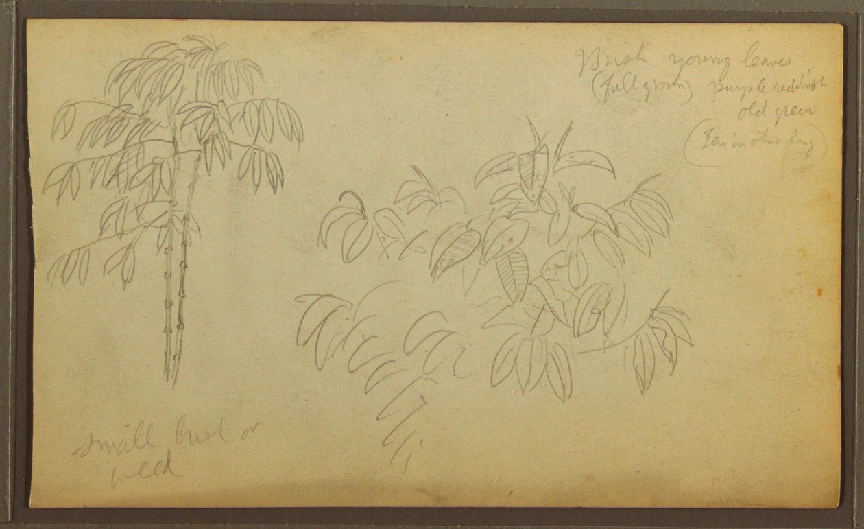 Disegno, Schizzi botanici, 1857 da Frederic Edwin Church