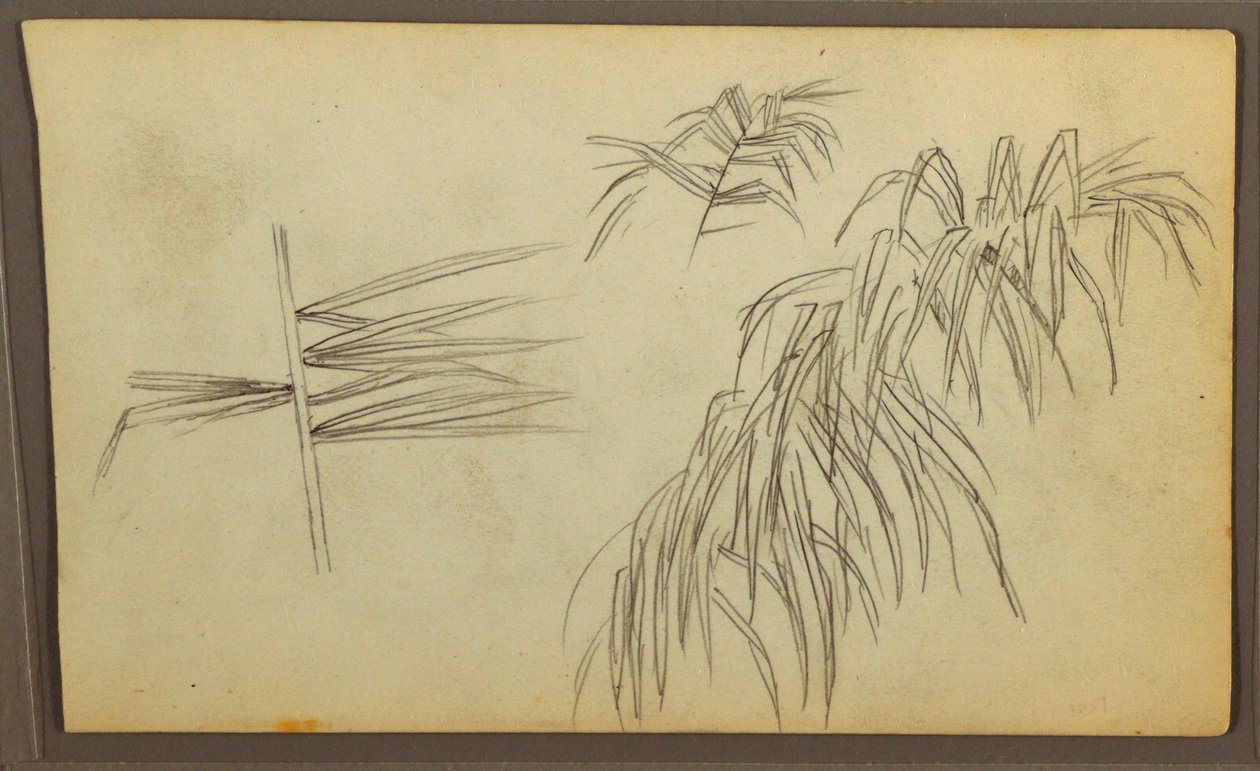 Disegno, Schizzi botanici, 1857 da Frederic Edwin Church