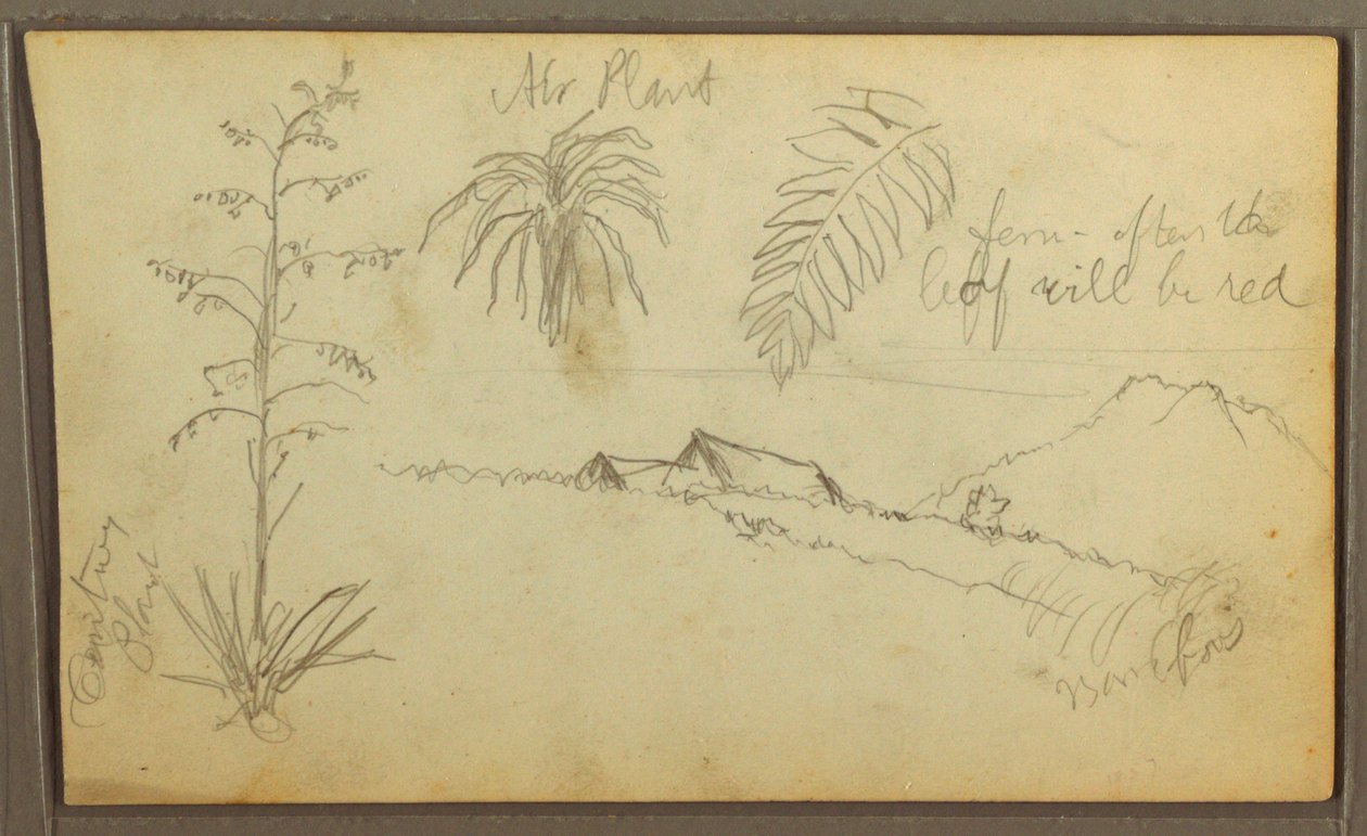 Disegno, Schizzi botanici, 1857 da Frederic Edwin Church