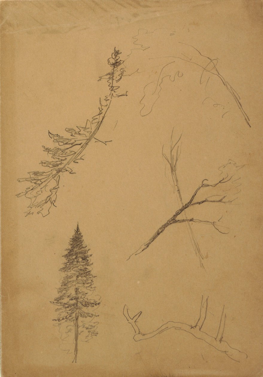Disegno, Schizzi botanici, 1888 da Frederic Edwin Church